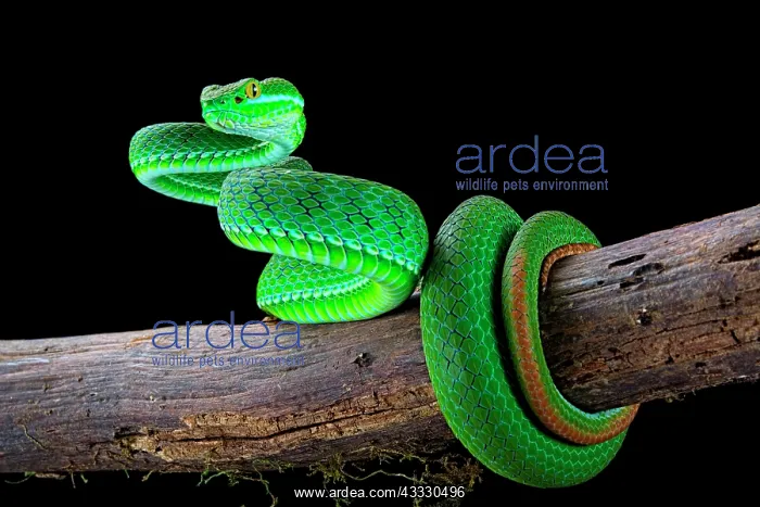 : Large-eyed pitviper (Trimeresurus macrops), captive : Large-eyed pitviper (Trimeresurus macrops), captive