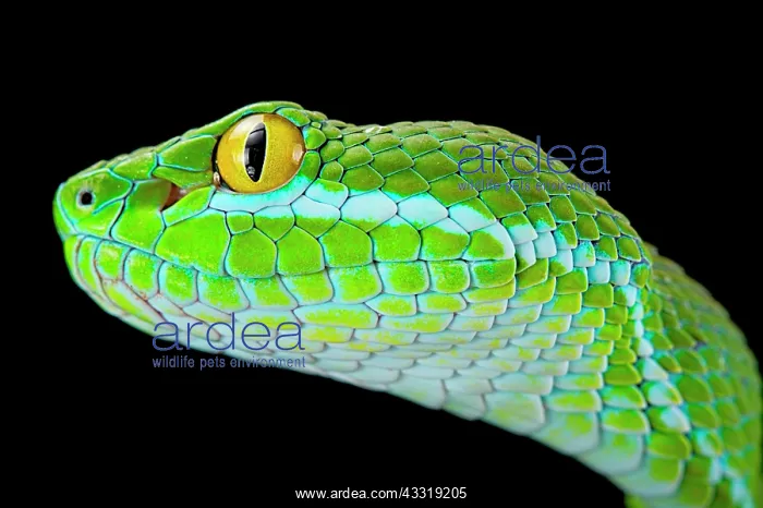 : Large-eyed pitviper (Trimeresurus macrops), animal : Large-eyed pitviper (Trimeresurus macrops), animal