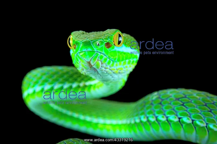 : Large-eyed pitviper (Trimeresurus macrops), animal : Large-eyed pitviper (Trimeresurus macrops), animal