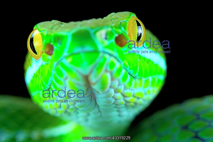  : Large-eyed pitviper (Trimeresurus macrops), animal