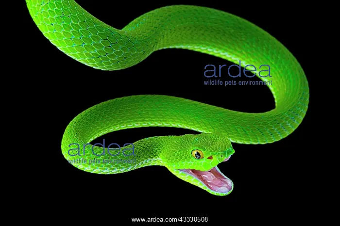 : Large-eyed pitviper (Trimeresurus macrops), female : Large-eyed pitviper (Trimeresurus macrops), female