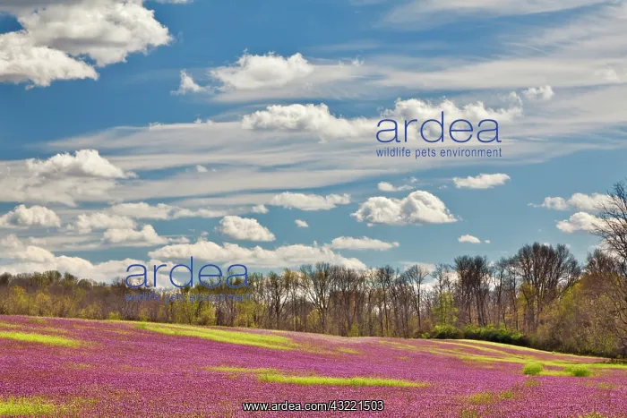 : Large field of Henbit flowers in full bloom : Large field of Henbit flowers in full bloom