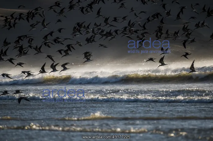 : Large flock of American black skimmers (Rynchops niger) flying low over the waves off the Pacific coast : Large flock of American black skimmers (Rynchops niger) flying low over the waves off the Pacific coast