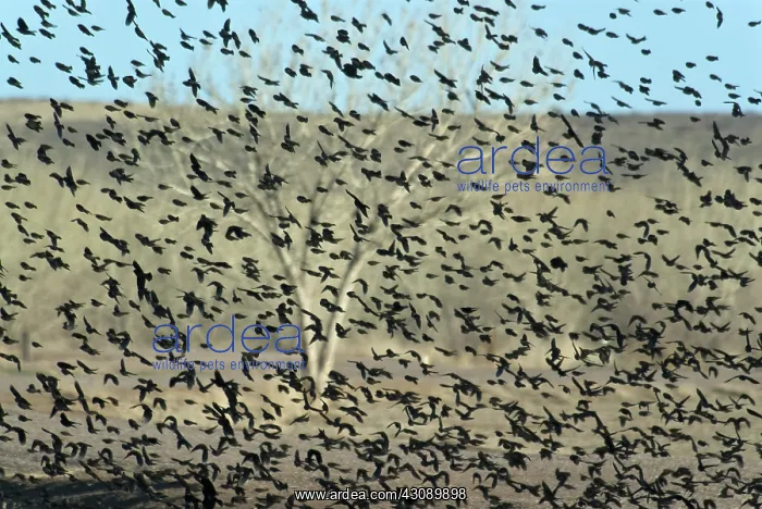 : Large Flock of Blackbirds and Cowbirds : Large Flock of Blackbirds and Cowbirds