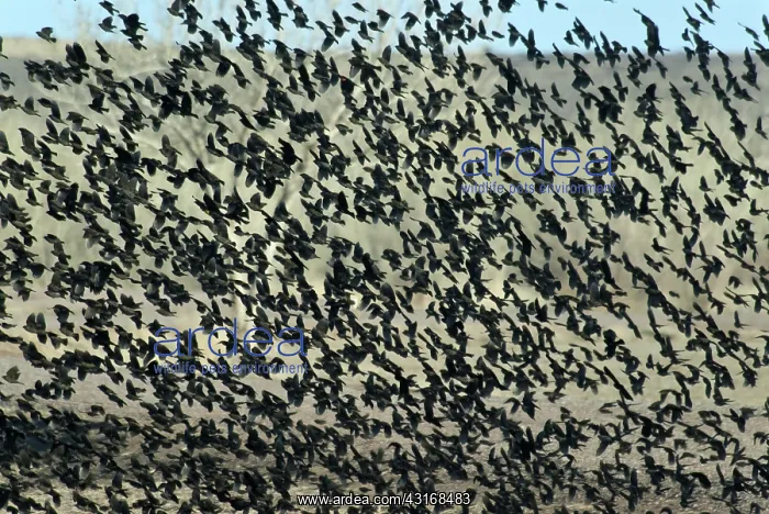 : Large Flock of Blackbirds and Cowbirds : Large Flock of Blackbirds and Cowbirds