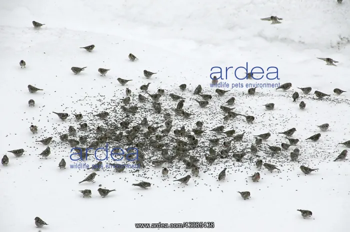 : Large Flock of Common Redpolls : Large Flock of Common Redpolls