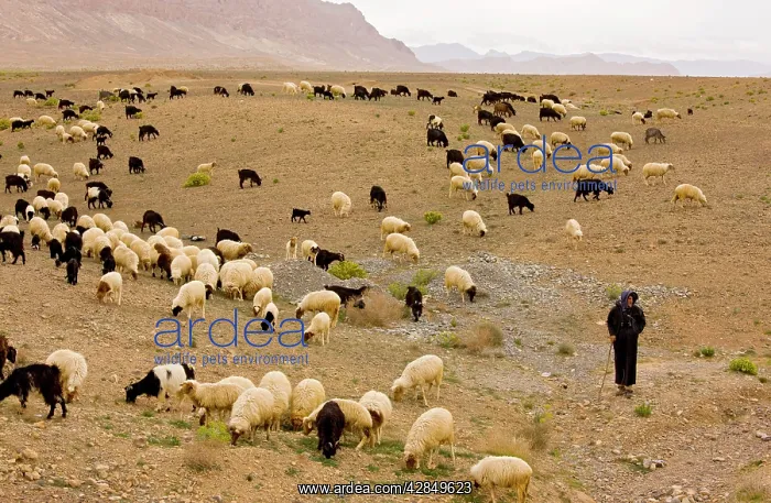 : Large flock of sheep with Berber shepherd on the : Large flock of sheep with Berber shepherd on the