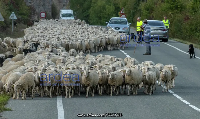 : Large flock of sheep coming down from the Aragon : Large flock of sheep coming down from the Aragon
