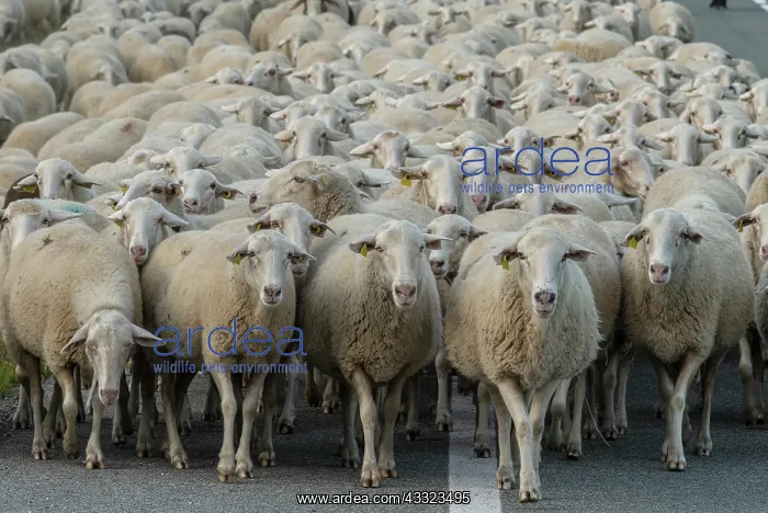 : Large flock of sheep coming down from the Aragon : Large flock of sheep coming down from the Aragon