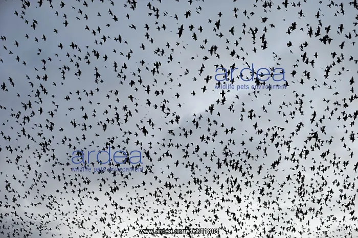 : Large flock of starlings : Large flock of starlings