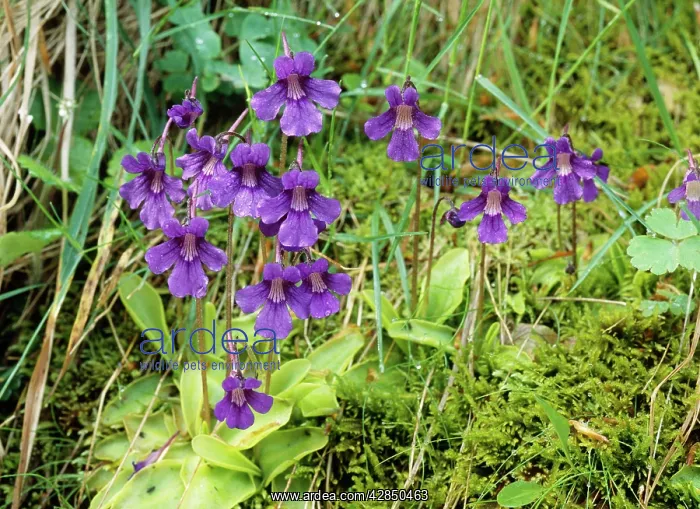  : Large-flower Butterwort - carnivorous & insectivorous