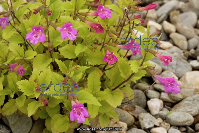: Large-flowered calamint : Large-flowered calamint