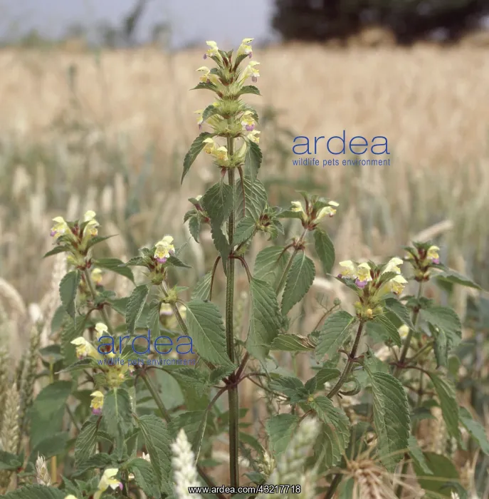 : Large flowered Hemp nettle : Large flowered Hemp nettle