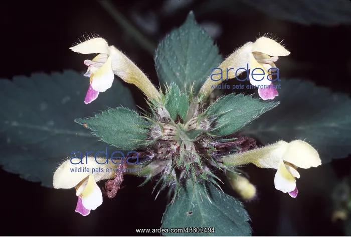 : Large Flowered Hemp Nettle : Large Flowered Hemp Nettle
