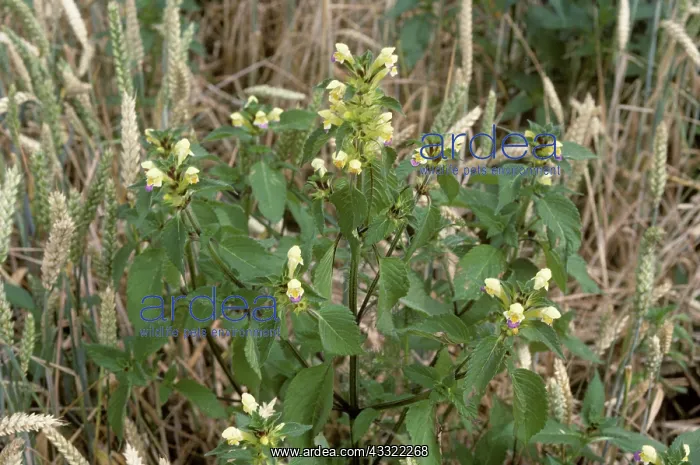: Large-flowered hemp-nettle : Large-flowered hemp-nettle
