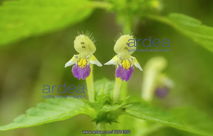 : Large-flowered hemp-nettle - in flower : Large-flowered hemp-nettle - in flower