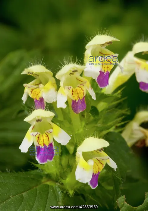 : Large-flowered Hemp nettle - in flower - arable weed : Large-flowered Hemp nettle - in flower - arable weed