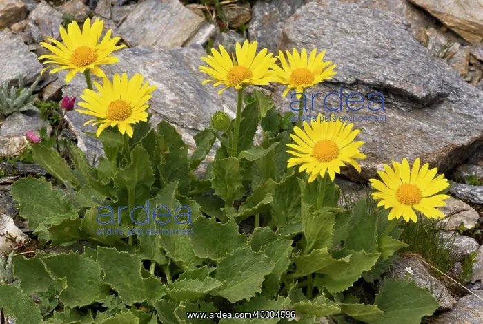 : Large-flowered Leopard's Bane : Large-flowered Leopard's Bane