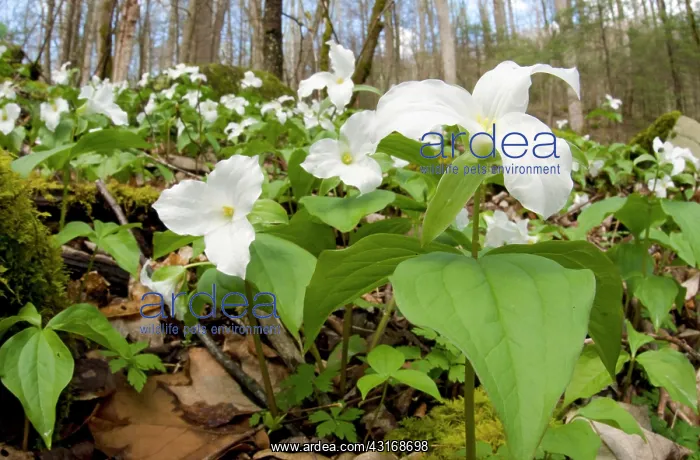 : Large-flowered Trillium : Large-flowered Trillium