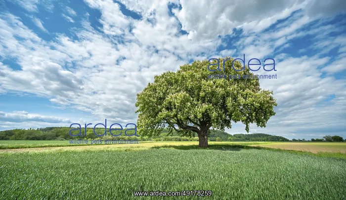  : Large flowering solitary horse chestnut tree surrounded by green fields under a blue sky with white clouds in spring