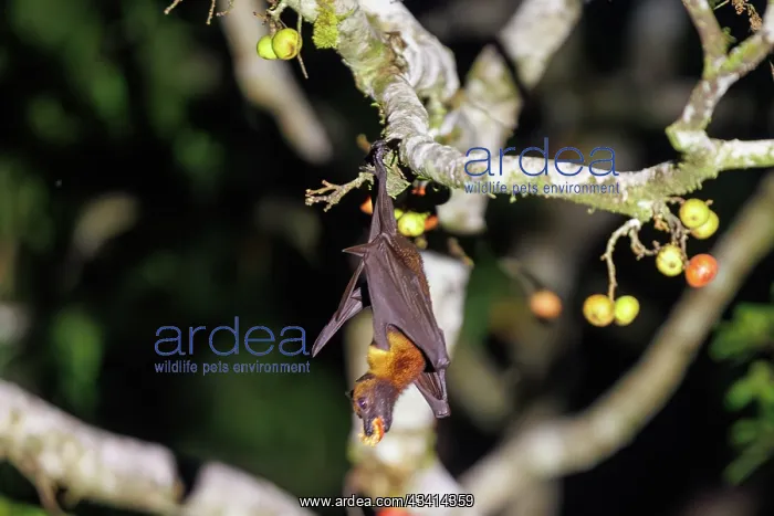 : large flying fox also known as the greater flying fox, Malay : large flying fox also known as the greater flying fox, Malay