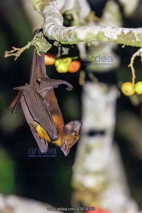  : large flying fox also known as the greater flying fox, Malay