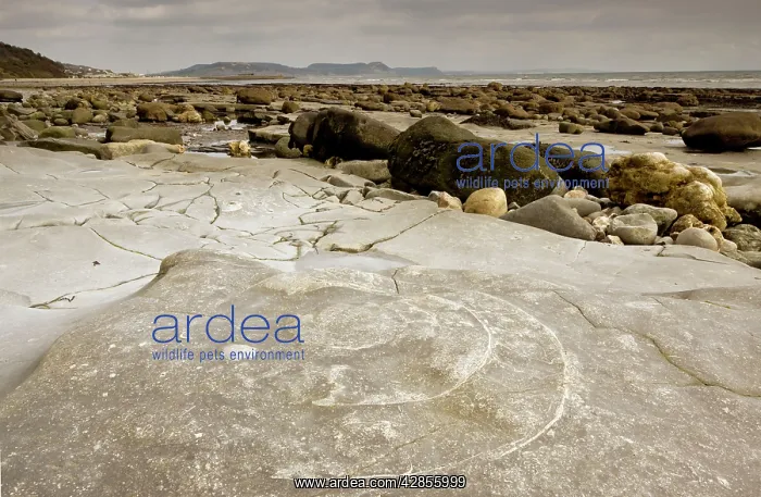 : Large fossil ammonites - on the beach : Large fossil ammonites - on the beach
