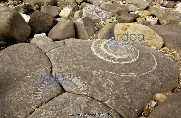 : Large fossil ammonites - on the beach : Large fossil ammonites - on the beach