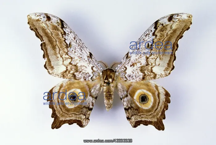 : Large Frosted Emperor Moth : Large Frosted Emperor Moth