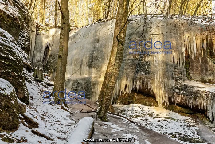 : Large frozen waterfall between snow-covered trees in a wintry forest landscape : Large frozen waterfall between snow-covered trees in a wintry forest landscape