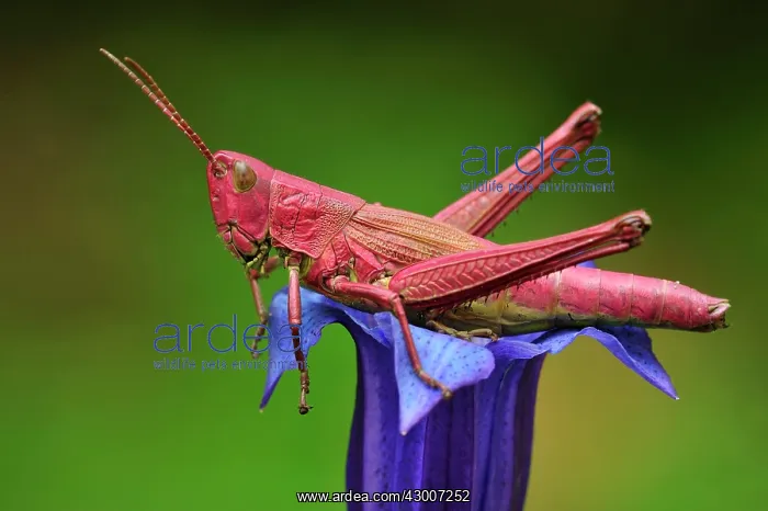 : Large Gold Grasshopper female on gentian red colouration : Large Gold Grasshopper female on gentian red colouration