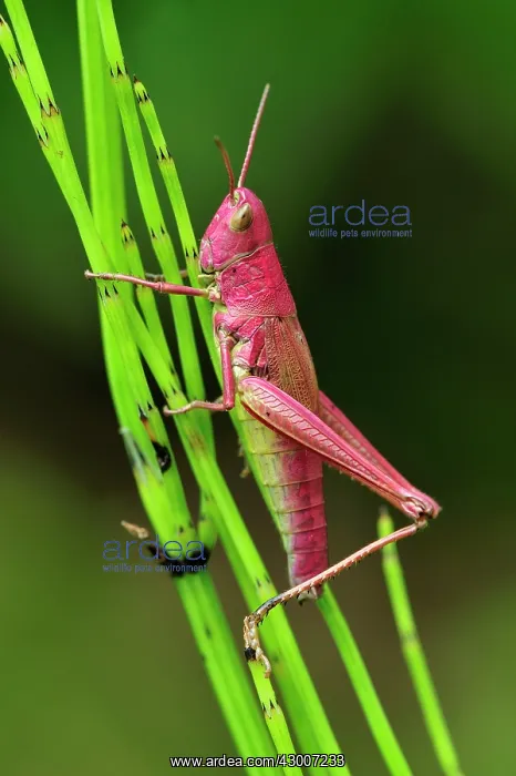 : Large Gold Grasshopper female on horsetail red colouration : Large Gold Grasshopper female on horsetail red colouration