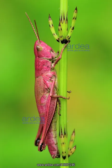 : Large Gold Grasshopper female on horsetail red colouration : Large Gold Grasshopper female on horsetail red colouration