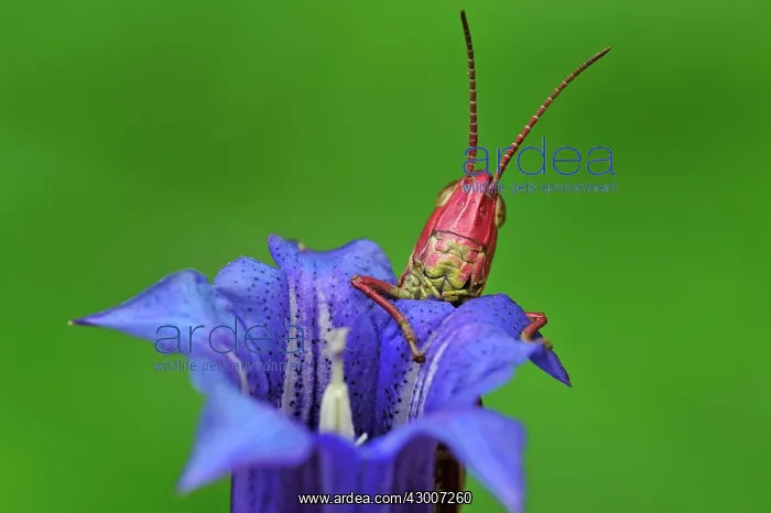 : Large Gold Grasshopper female portrait on gentian : Large Gold Grasshopper female portrait on gentian
