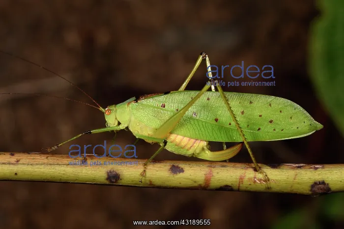 : Large grasshopper (Orthoptera sp), Andasibe, Perinet : Large grasshopper (Orthoptera sp), Andasibe, Perinet