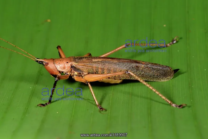 : Large grasshopper (Orthoptera sp), Andasibe, Perinet : Large grasshopper (Orthoptera sp), Andasibe, Perinet