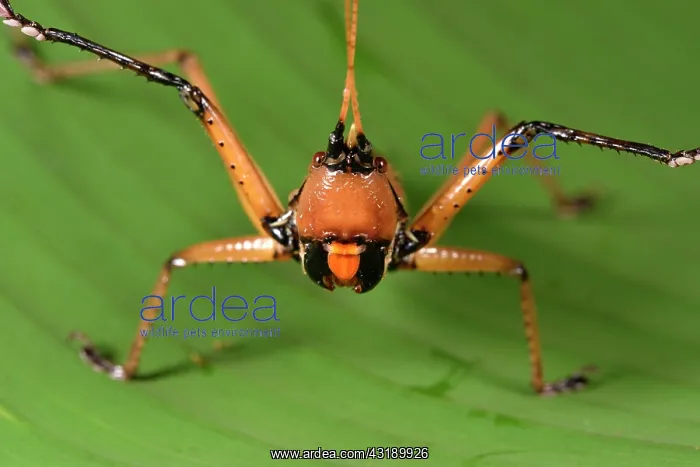  : Large grasshopper (Orthoptera sp) bullying attitude