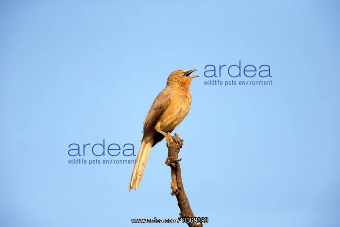 : Large Grey Babbler : Large Grey Babbler