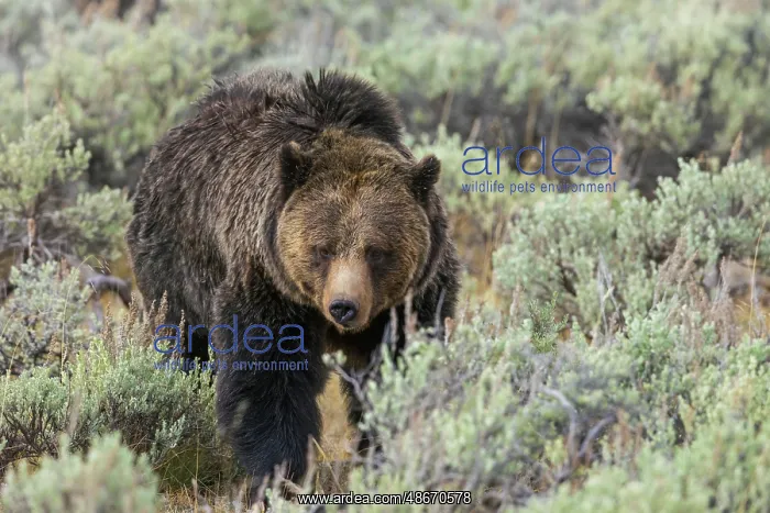 : Large grizzly bear boar wandering through the sage brush : Large grizzly bear boar wandering through the sage brush