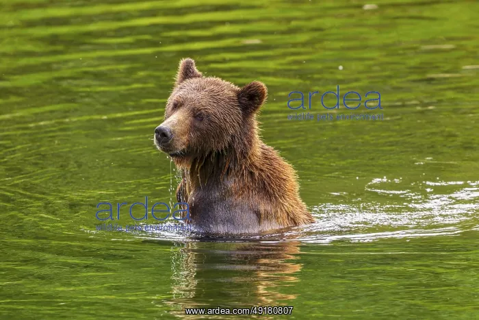  : A large grizzly bear (Ursus arctos) in a river with his head and shoulder above the water