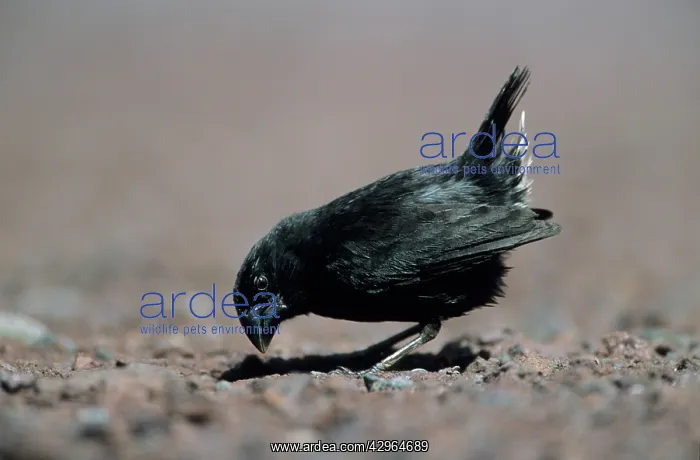 : Large Ground Finch - One of Darwin's Finches : Large Ground Finch - One of Darwin's Finches