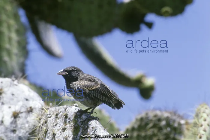 : Large Ground Finch (Geospiza magnirostris) : Large Ground Finch (Geospiza magnirostris)