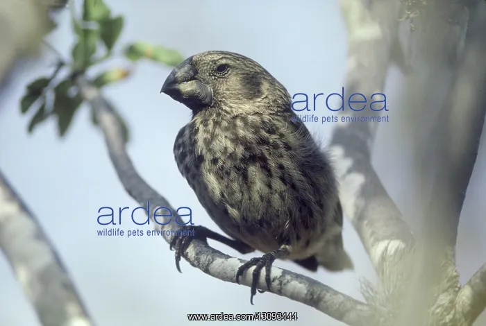  : Large Ground Finch (Geospiza magnirostris)
