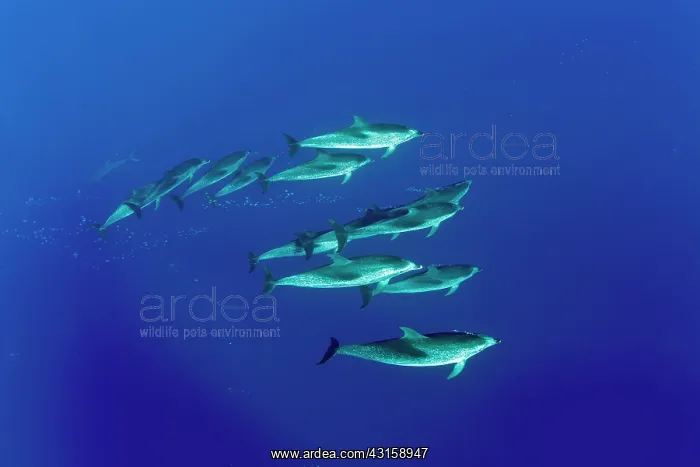 : Large group of Atlantic spotted dolphins, Stenella : Large group of Atlantic spotted dolphins, Stenella