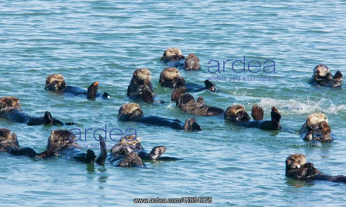 : Large group of Sea Otters - relaxing and resting in the sea : Large group of Sea Otters - relaxing and resting in the sea