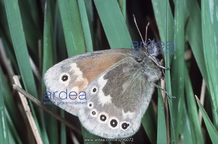 : Large Heath Butterfly : Large Heath Butterfly