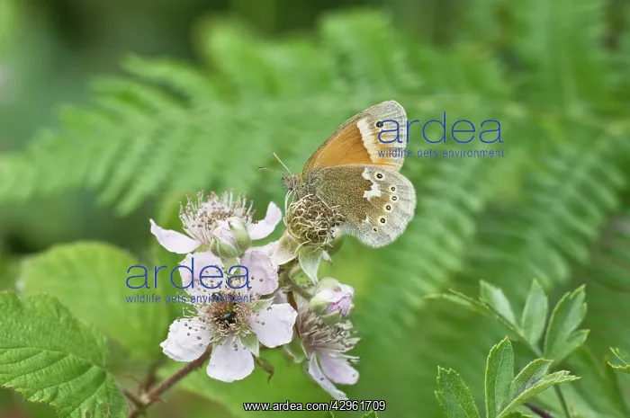 : Large Heath Butterfly - on bramble blossom : Large Heath Butterfly - on bramble blossom