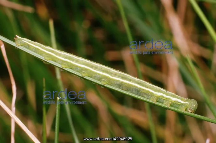 : Large Heath BUTTERFLY - Larva / Caterpillar : Large Heath BUTTERFLY - Larva / Caterpillar