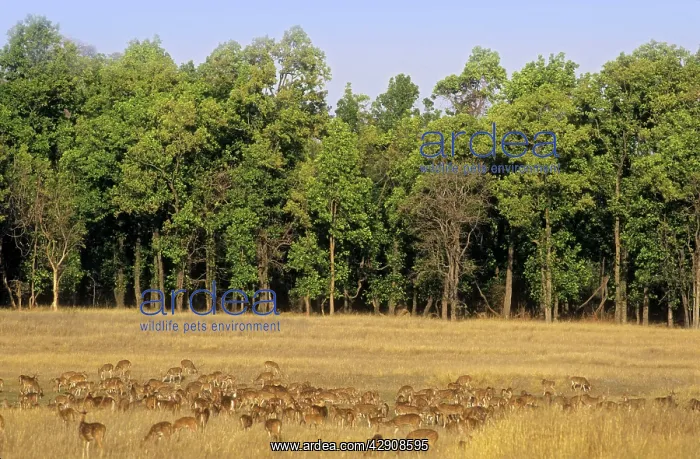 : Large herd of Chitals / Spotted Deers : Large herd of Chitals / Spotted Deers