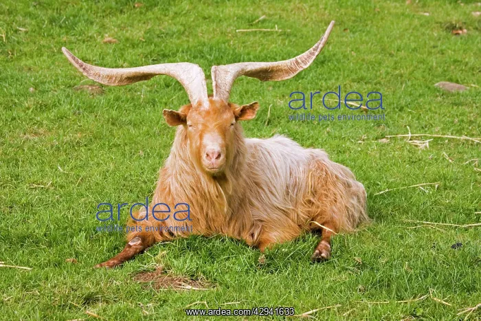 : Large horned Guernsey Billy goat : Large horned Guernsey Billy goat
